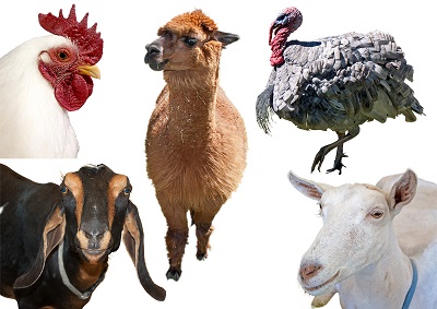 ilustracion de granja