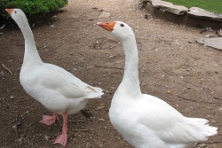 gansos
